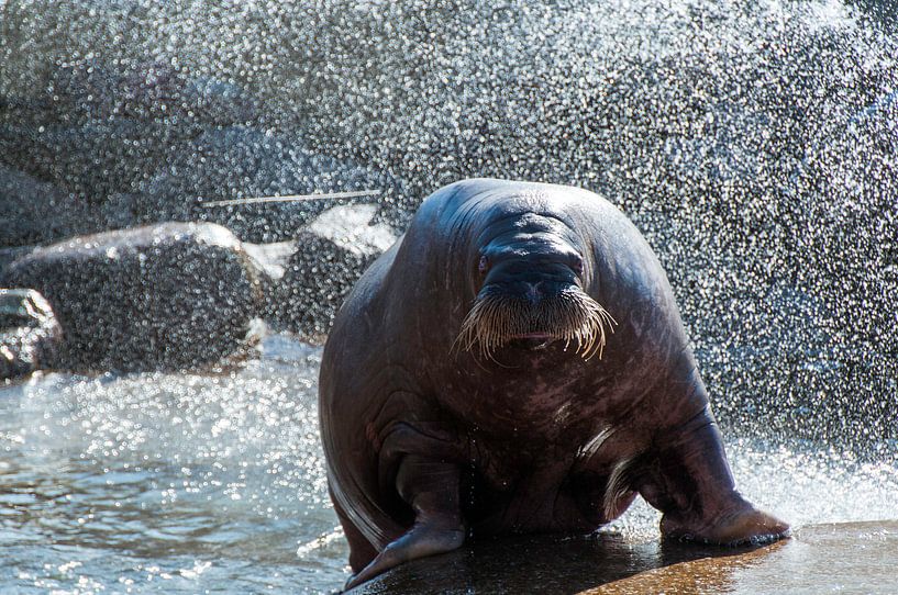Walrus by Davy Reitsma