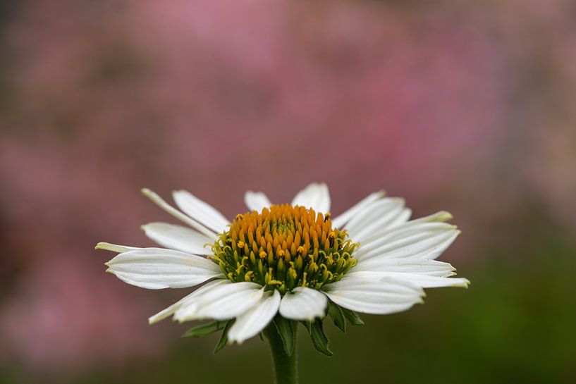 weißes Gänseblümchen mit grünem rosa Hintergrund von Desirée Couwenberg