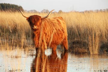 Oog in oog met een Schotse Hooglander: Een Spiegeling van Nieuwsgierigheid van Dian Poppen