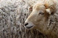 Sheep by Antwan Janssen thumbnail
