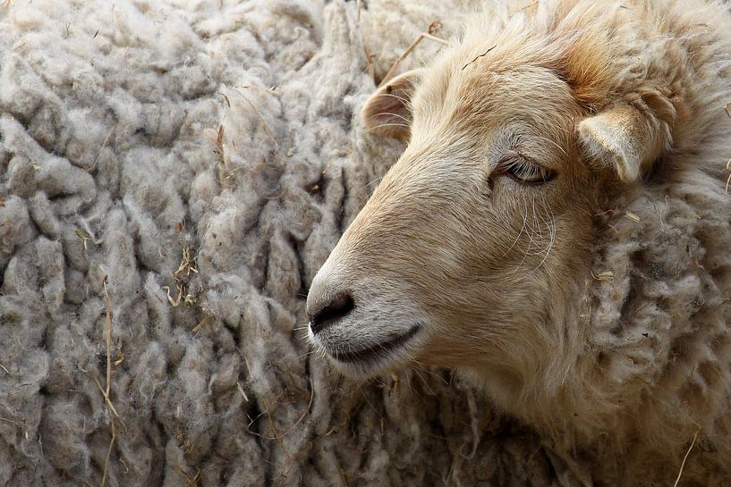 Schafe von Antwan Janssen