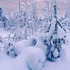 Landschaft im Winter mit Wald in Äkäslompolo, Finnland von Rico Ködder