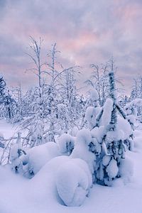 Landschaft im Winter mit Wald in Äkäslompolo, Finnland