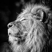 Animaux Lions