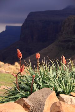 Bloemen op de Drakensbergen Zuid-Afrika van Bobsphotography
