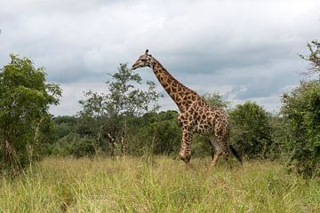 giraffe in south africa