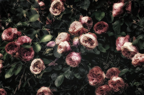 Wild Summer Roses – Pale Blossom