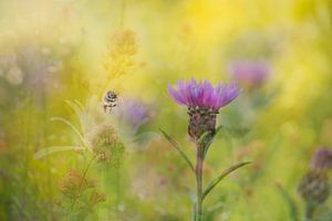 Pot-pourri. Édition d'un mélange de fleurs d'été gaies et d'une abeille.
