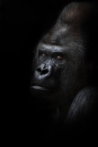 Gevaarlijke gorilla mannetje kijkt half-gedraaid, zwarte achtergrond krachtig mannetje, wrijvende zw