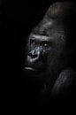 Gevaarlijke gorilla mannetje kijkt half-gedraaid, zwarte achtergrond krachtig mannetje, wrijvende zw van Michael Semenov thumbnail