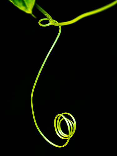 Minimalist macro photography of a plant tendril