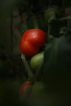 Fresh vine tomato by Dione Muijs