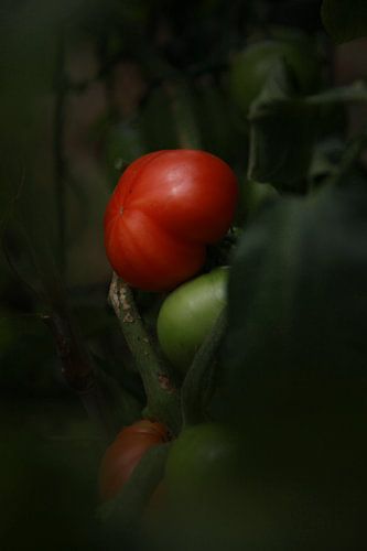 Fresh vine tomato