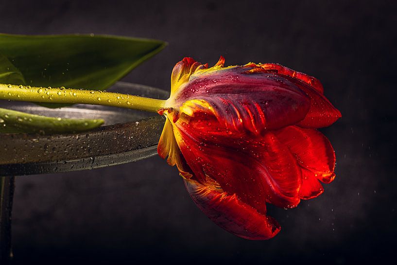 Red tulip by natascha verbij