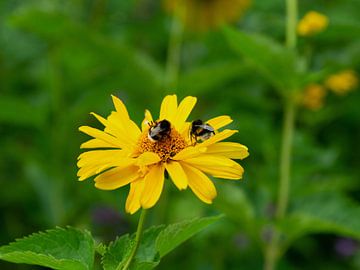 Gele bloem Arnica - bijen van Henriette Tischler van Sleen