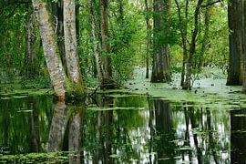 Le territoire des alligators sur Frank's Awesome Travels
