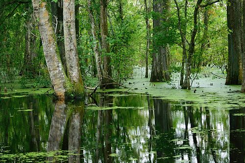 Het territorium van de alligator