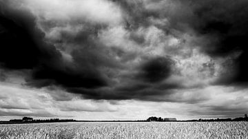 Golden grain field (black and white) by Lex Schulte