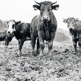 Kühe auf der Weide (schwarz und weiß) 001 von Quinten Tolboom