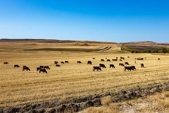 Grasland in de Kakhetische prairie