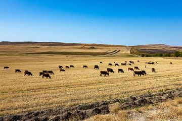Grass pasture in the Kakheti prairie by resuimages