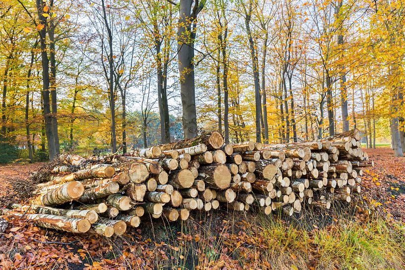 In fall season pile of tree trunks in forest by Ben Schonewille