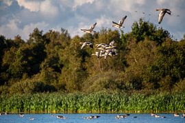 Vliegende Ganzen boven het Water. van Brian Morgan