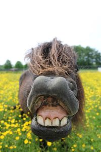 Sourire Baiser sur Martin Mol