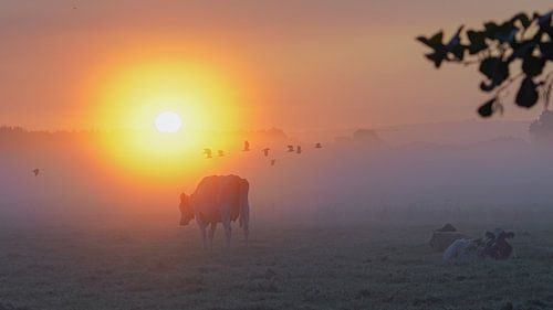 Koeien in een mistig landschap