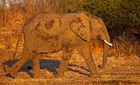 Elefant im Abendlicht - Afrika wildlife van W. Woyke thumbnail