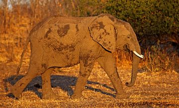 Elephant in the evening light by W. Woyke