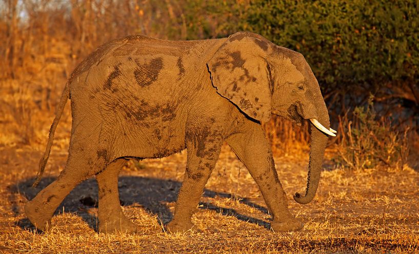 Elefant im Abendlicht - Afrika wildlife van W. Woyke