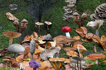 Illustratie van vele paddenstoelen met een boom als achtergrond begroeid met mos van W J Kok