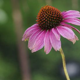 Zonnehoed (Echinacea) van Sanne Compeer