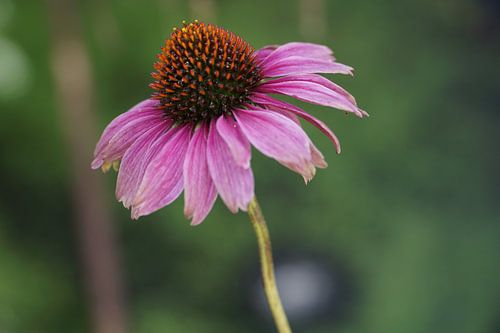 Zonnehoed (Echinacea)