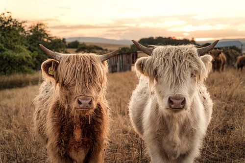 Highland cattle
