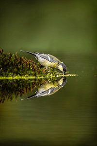 Reflectie van een Koolmees van Wietse de Graaf