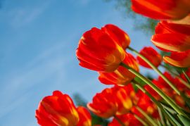 Rote Tulpe - Landschaft von Léontine Lamers