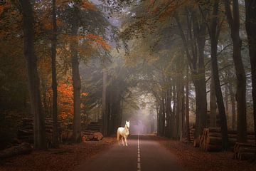 Märchenhafter Wald . von Saskia Dingemans Awarded Photographer