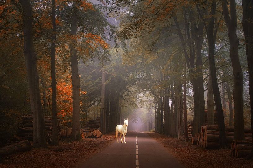 Sprookjes bos . Dream forest. van Saskia Dingemans Awarded Photographer
