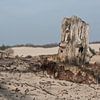 Oude boomstronk bij Loonse en Drunense duinen van Simone Meijer