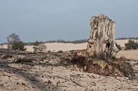 Vieille souche d'arbre aux dunes de Loonse en Drunense par Simone Meijer Aperçu