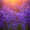 Hyacinths at sunset. by Justin Sinner Photography (Photographer on Texel)