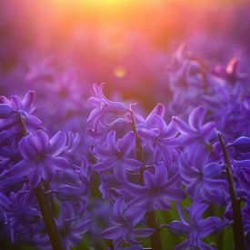 Hyazinthen bei Sonnenuntergang. von Justin Sinner Photography (Fotograf auf Texel)