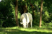 Grazing cow
