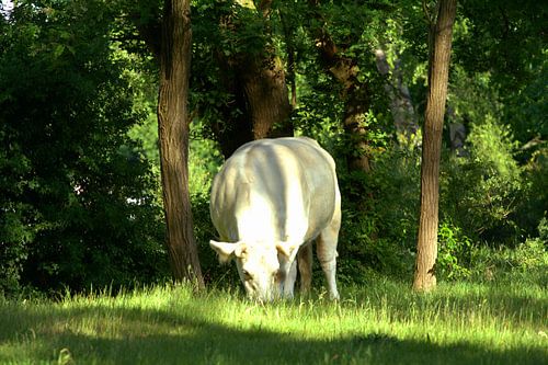 Grazing cow