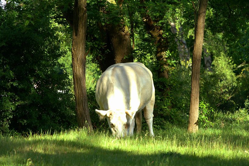 Grazing cow by LM fotografie