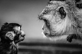 Berber Baby Aapje met Moeder van Truckpowerr