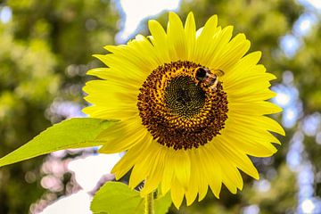 Hummel auf Sonnenblume von Lukas Coenraats