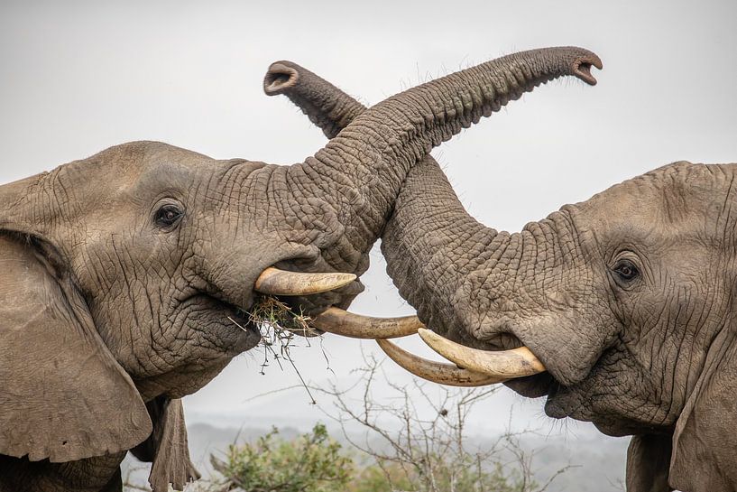 Zuid-Afrika – Safari’s, kustlijnen en wijnranken van Patrick Fotografeert